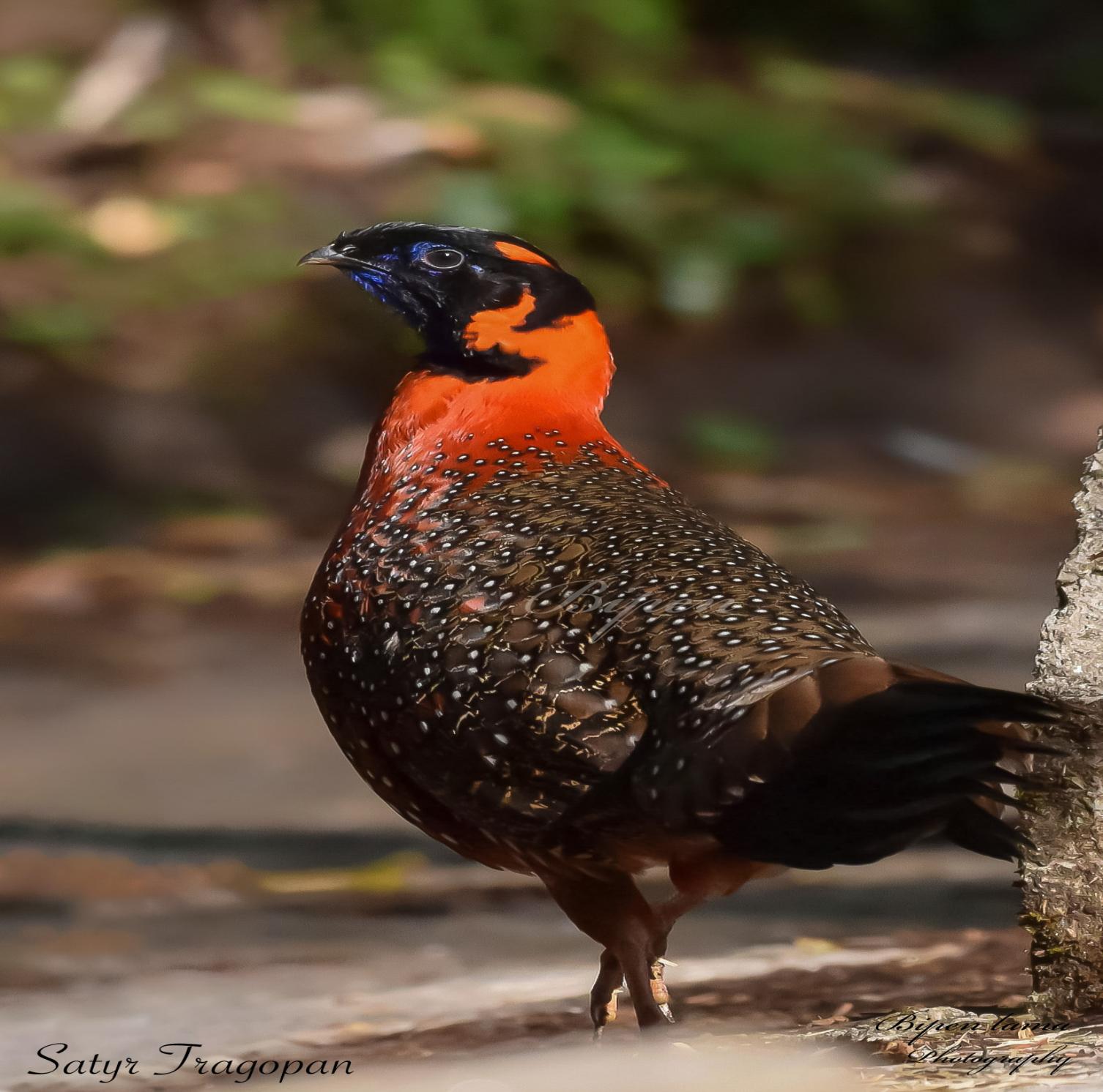 Satyr Tragopan (Local name : Munal)